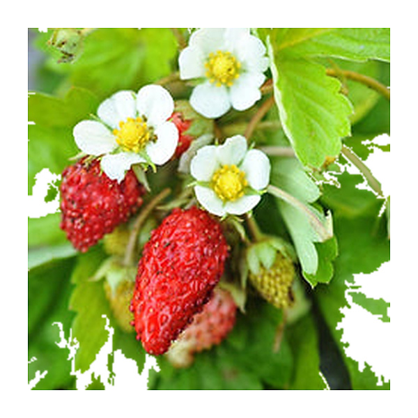 Golden Victoria Garden Strawberry 27Bags